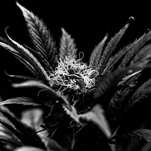 New Dia Fenway Weed Dispensary Boston - Logo