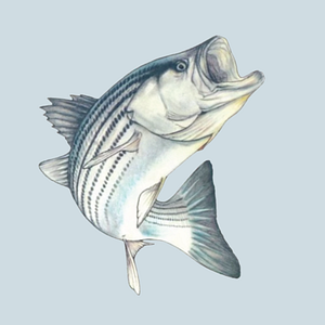 Reel Chaos Charters - Logo