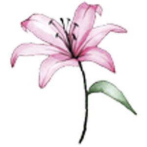 Blush N Beauty Medspa - Logo