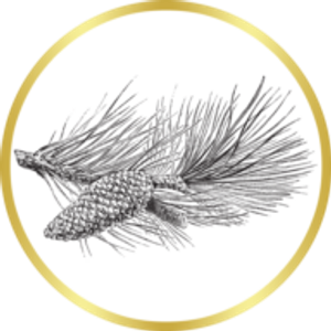 Sierra Timberline - Logo