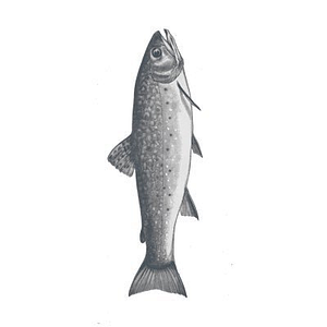 Pinbones Fish Market - Logo