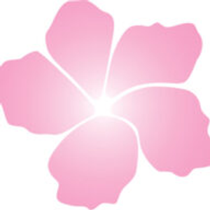 Pink Hibiscus