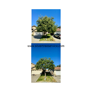 Silver Tree Service Inc.