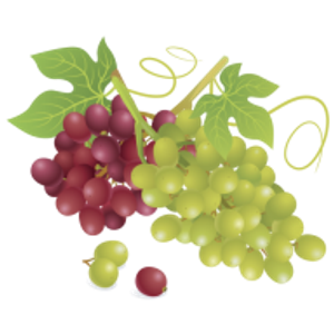 Jacopetti's Catering - Logo