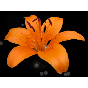 Tiger Lily Realty Inc