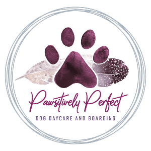 Pawsitively Perfect - Dog day care center in Kalispell