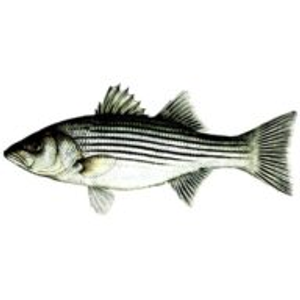 cast away fishing charters - Logo