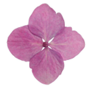 Organic Bliss Day Spa - Logo