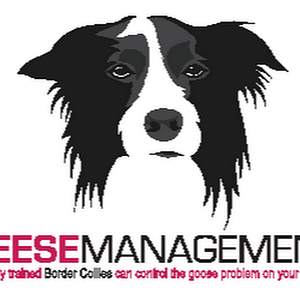 Geese Management - Logo