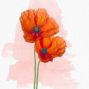 Wildflower Wellness Studio