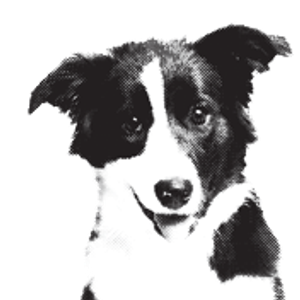 The Sniff Shack - Logo