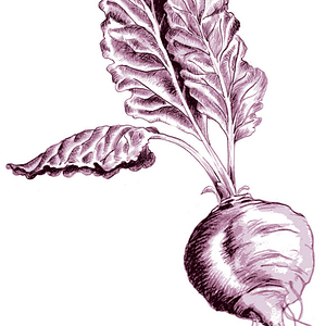Deep Roots Market - Logo