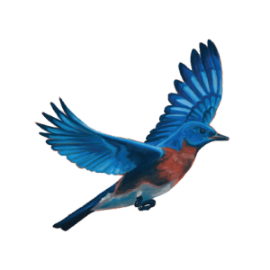 Bluebird Hill Cellars - Logo