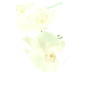 AnBu Beauty Co