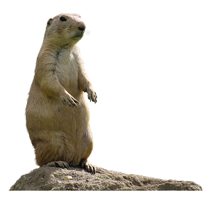 Lily Pad Pets Reptiles & More - Logo