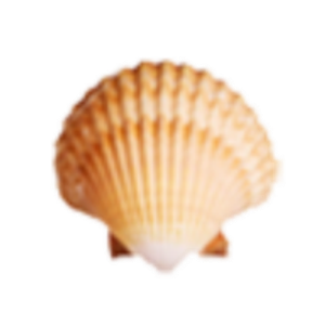 Amelia Island Rentals