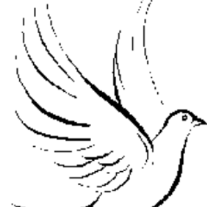 Hospice Care Options - Logo