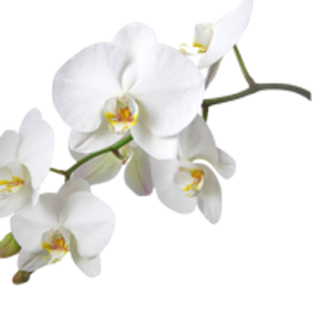 Pringle Petals Fresh Flowers & Funeral Flowers (No In store shopping) - Logo