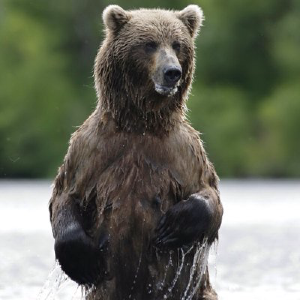 Alaska Salmon Fishing Vacations & Packages - Logo