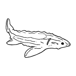 Fraser River Fishermen - Logo