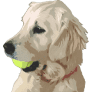 Sushi's English Goldens - Logo