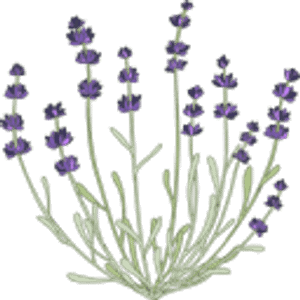 Pondview Lavender Farm - Logo