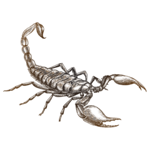 Conquistador Pest & Termite - Logo
