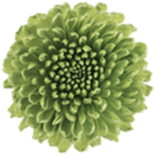 Crazy Flower - Logo