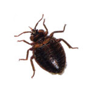 At Once Termite and Pest Control - Logo