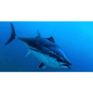 San Diego Bluefin Fishing