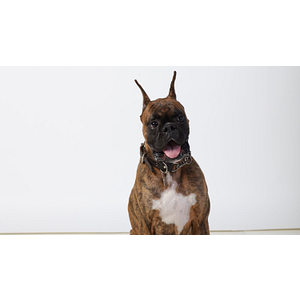 Wolfe Pet Grooming Studio - Logo