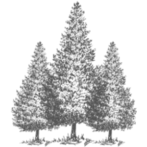 First Class Tree Service - Logo