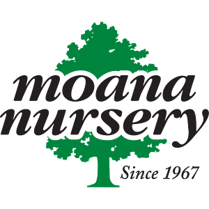 Moana Nursery