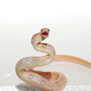 The Painted Reptile - Logo