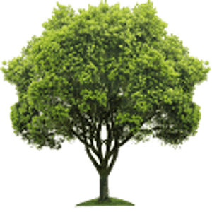 DFW Tree Services - Tree service in Dallas