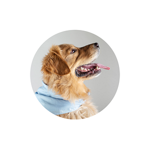 The Lucky Dog Mobile Grooming - Logo