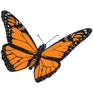 Monarca Movers Dallas
