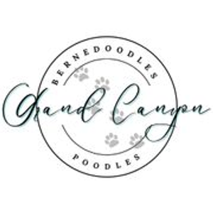Grand Canyon Bernedoodles - Dog breeder in Peoria