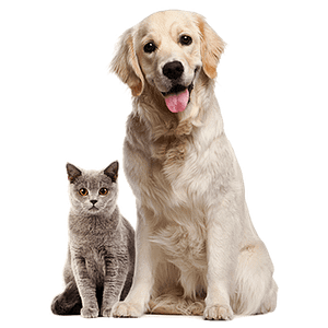 Homeless to Home Animal Rescue and Cat Sanctuary - Logo