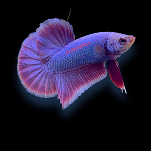 Justfishything - Logo