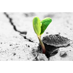 David Soltys Business Insurance Broker