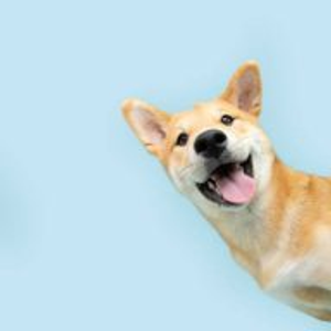 Fuzzy Paws Pet Salon - Logo