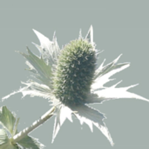 Xera Plants, Inc. (Shop)