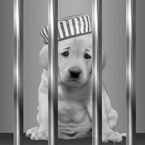 All Out Bail Bonds | Bail Bonds Service Houston TX Bail Agency - Logo