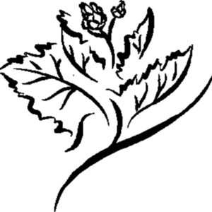 Sangiacomo Vineyards - Logo