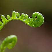 East Portland Plant Buying Cub - Logo