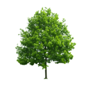 Sherman Oaks Tree Service