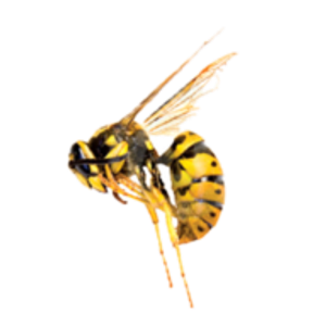 Aid Pest Control