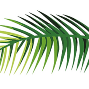 Heaven's Acres Inc. Coconut Tree Farms Corp Office - Logo
