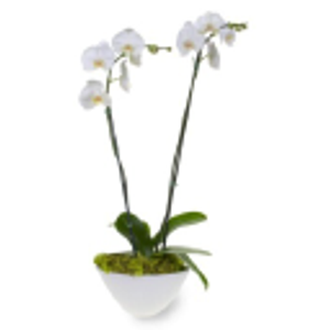 Gifford's Flowers - Logo